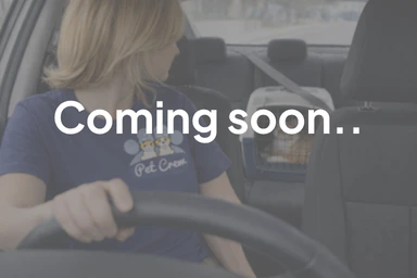 Pet taxi in Dubai — coming soon Pet taxi driver transporting a cat in a secure carrier for a vet visit in Dubai — coming soon